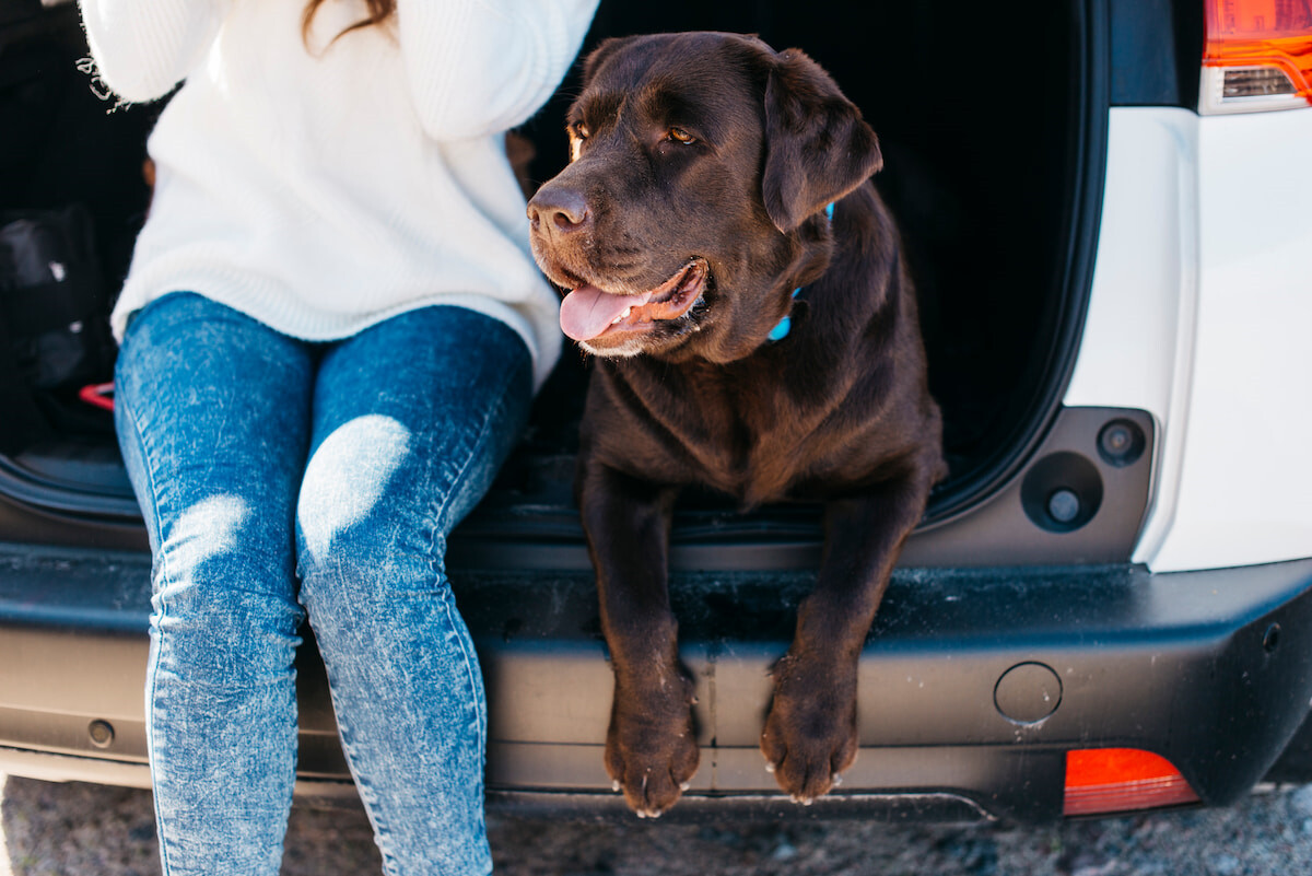 Guida completa per viaggiare con animali domestici
