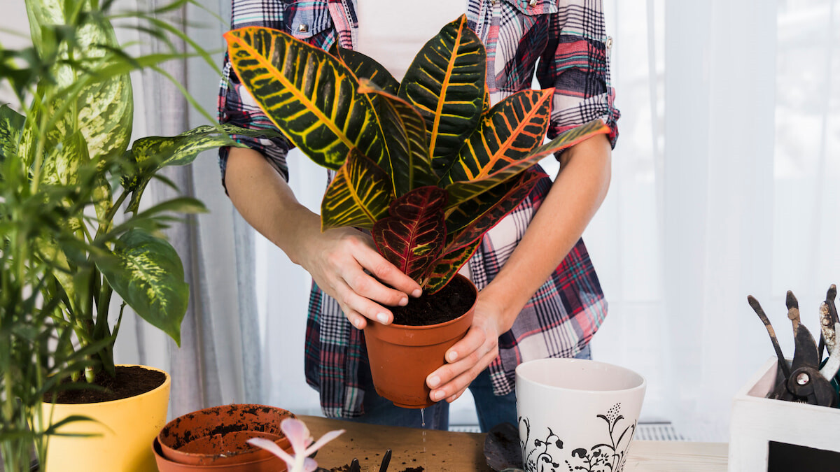 Idee creative per decorare la tua casa con le piante