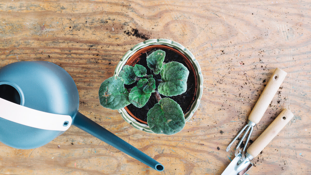 Post: Idee di decorazione con piante che richiedono poca manutenzione