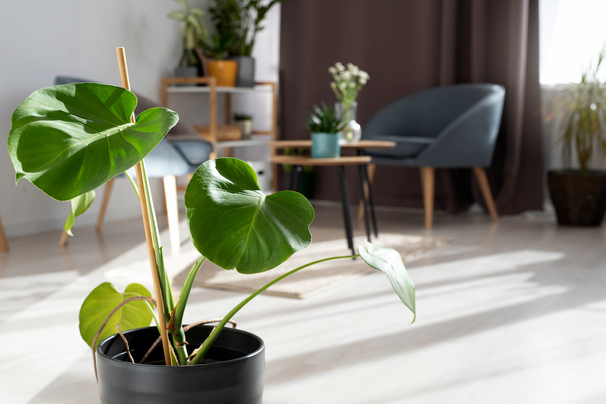 Ravviva il tuo spazio con le piante: consigli per una decorazione naturale e armoniosa